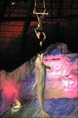 dolfinarium4